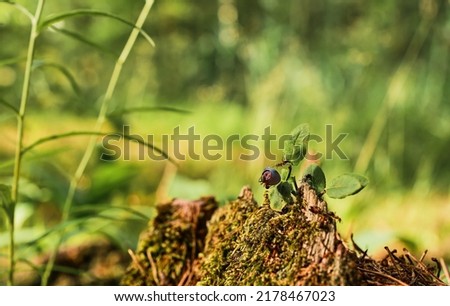 Red ants run on an old stump, a blueberry bush against the backdrop of a forest. Green forest background with free space copy. The idea of the ecosystem of nature, care for the well-being of ecology