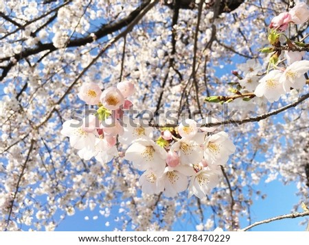 Scenery of cherry blossom trees in full bloom