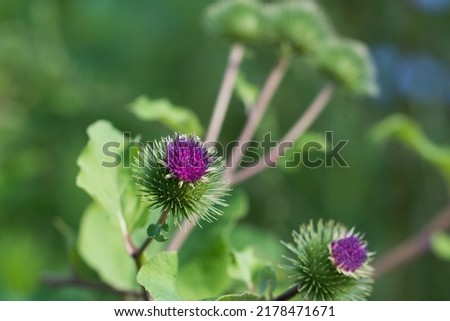 Arctium minus, lesser burdock purple  flowers closeup seelctive focus