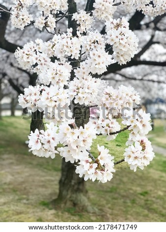 Scenery of cherry blossom trees in full bloom