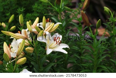 Flowering lily in the home garden in the summer. Natural blurred background.
