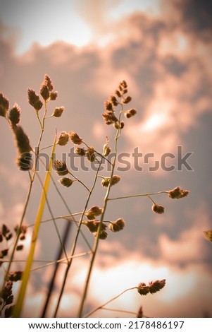 Grass flowers in the evening against the background of the sky in red tones.