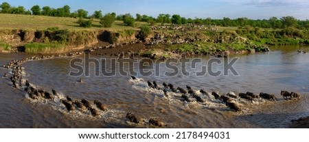 Blue wildebeest or common wildebeest, white-bearded wildebeest or brindled gnu (Connochaetes taurinus) crossing the Mara River.  Serengeti National Park. Tanzania Royalty-Free Stock Photo #2178494031