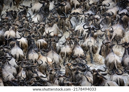 Blue wildebeest or common wildebeest, white-bearded wildebeest or brindled gnu (Connochaetes taurinus) crossing the Mara River.  Serengeti National Park. Tanzania Royalty-Free Stock Photo #2178494033