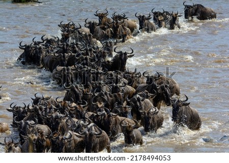 Blue wildebeest or common wildebeest, white-bearded wildebeest or brindled gnu (Connochaetes taurinus) crossing the Mara River.  Serengeti National Park. Tanzania Royalty-Free Stock Photo #2178494053
