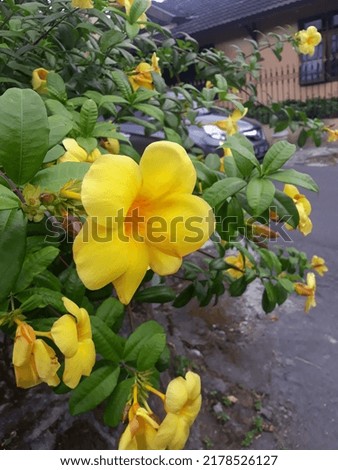 Beautiful yellow flower leaves look beautifully decorate the yard of the house