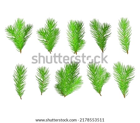 Realistic set of fir branches. Christmas tree, detailed pine. Symbol of Christmas and New Year isolated on white background for your design.