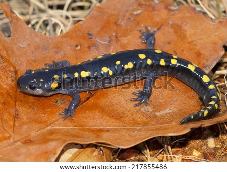  Spotted Salamander, Ambystoma maculatum