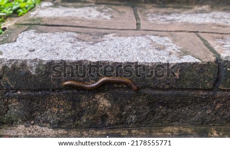 Millipedes (the name "millipede" derives from the Latin for "thousand feet") are a group of arthropods that are characterised by having two pairs of jointed legs on most body segments. Royalty-Free Stock Photo #2178555771