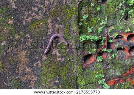 Millipedes (the name "millipede" derives from the Latin for "thousand feet") are a group of arthropods that are characterised by having two pairs of jointed legs on most body segments. Royalty-Free Stock Photo #2178555773
