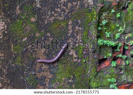 Millipedes (the name "millipede" derives from the Latin for "thousand feet") are a group of arthropods that are characterised by having two pairs of jointed legs on most body segments. Royalty-Free Stock Photo #2178555775