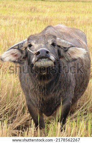 Picture of a buffalo in the countryside as if smiling