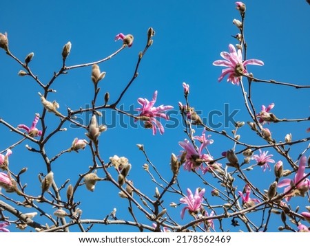 Pink star-shaped flowers of blooming Star magnolia - Magnolia stellata cultivar 'Rosea' in bright sunlight with bright blue sky in background in early spring