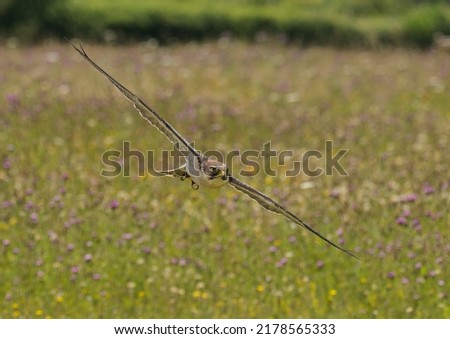 peregrine falcon flying fast on a sunny day over a meadow