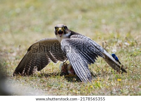 peregrine falcon protecting it caught lure