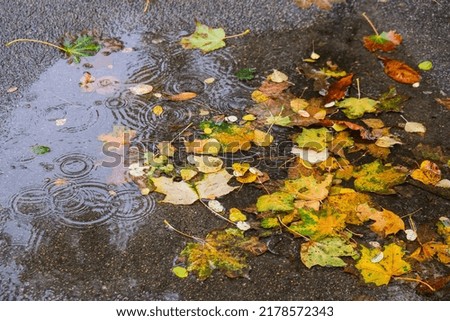 Autumn puddle with reflections of trees and fallen yellow leaves. Cloudy day after the rain. Natural background. Rainy weather forecast. Colorful autumn leaves laying on the wet pavement during 