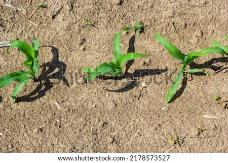 Closeup of green corn sprouts planted in neat rows against a blue sky. Copy space, space for text. Agriculture.