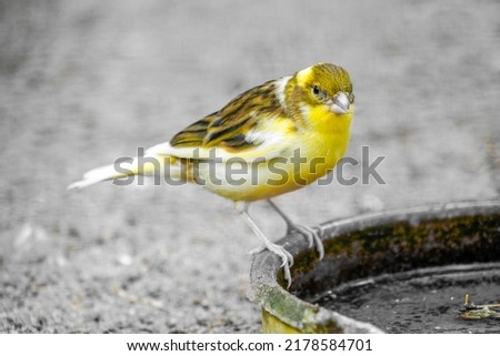 Little yellow canary. Serinus canaria forma domestica. Royalty-Free Stock Photo #2178584701