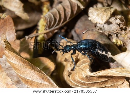 Violet oil beetle, Meloe violaceus feeding on grass, macro photo.