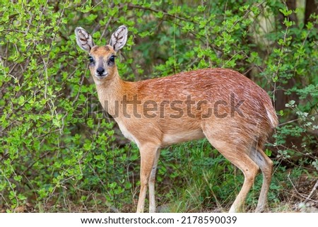 Sharpe's Grysbok hiding in the thick green undergrowth Royalty-Free Stock Photo #2178590039