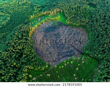 Forest destruction and felling of trees, drone view. Deforestation forest and Illegal logging. Cutting trees. Stacks of cut wood. Forests illegal disappearing. Deforestation, Forest destruction.   Royalty-Free Stock Photo #2178591005