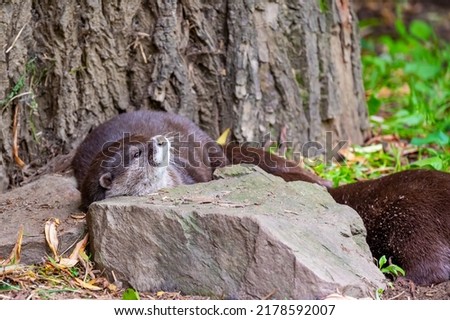 The otter (latin name Aonyx cinerea) relaxation on the ground.