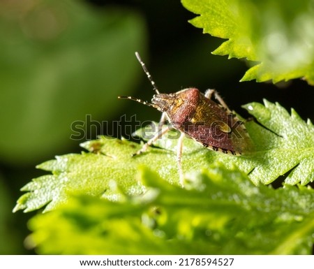 Bed bug on a green leaf in nature. Macro