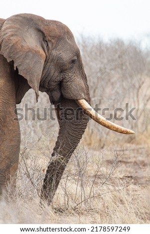 African elephant bull with big tusks eating alongside the road in the Kruger Park, South Africa	 Royalty-Free Stock Photo #2178597249