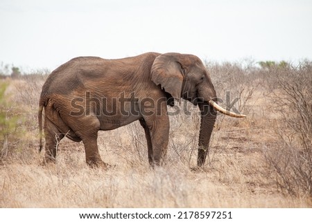 African elephant bull with big tusks eating alongside the road in the Kruger Park, South Africa	 Royalty-Free Stock Photo #2178597251