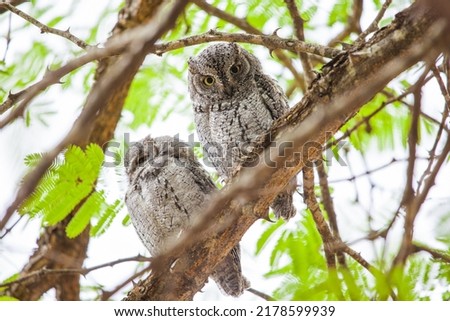 African Scops owls roosting in a thorn tree in the Kruger Park, South Africa