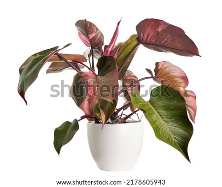 Philodendron Pink Princess plant, Philodendron Erubescens leaves, isolated on white background, with clipping path                                                               Royalty-Free Stock Photo #2178605943