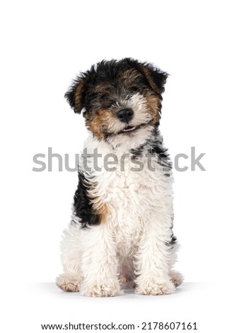 Cute Fox Terrier dog pup, sitting up facing front and smiling. Looking straight towards camera. Isolated on a white background. Royalty-Free Stock Photo #2178607161