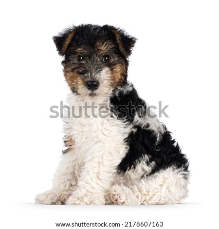 Cute Fox Terrier dog pup, sitting side ways on butt. Looking straight towards camera. Isolated on a white background. Royalty-Free Stock Photo #2178607163