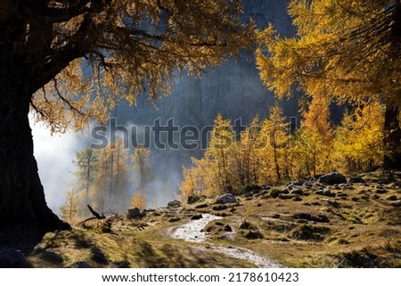 Mountain Hiking Trail Between Majestic Larch Trees of Slemenova Spica, Julian Alps Slovenia in Autumn Colours