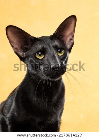 Portrait of black oriental cat at yellow background, studio shot. High quality photo
