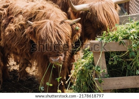Close-up of bison muzzles. Two bison are chewing fresh grass. High quality photo