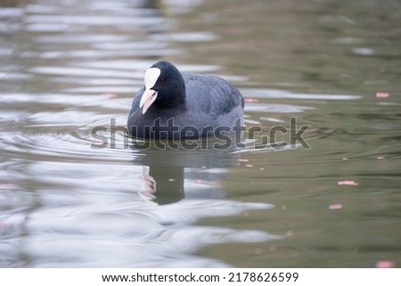 Eurasian coot swims in the pond 