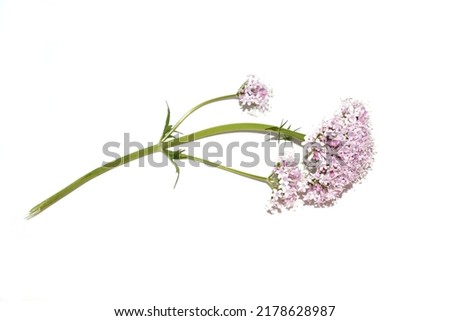 Common valerian medicinal plant valeriana sambucifolia pink flowers isolated on white background Royalty-Free Stock Photo #2178628987