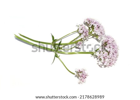Common valerian medicinal plant valeriana sambucifolia pink flowers isolated on white background Royalty-Free Stock Photo #2178628989