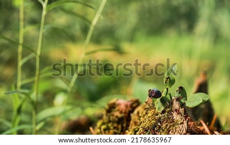 Forest red ants run on green moss on stump and blueberries, forest green background with free space copy. The idea of the ecosystem of nature, care for the well-being of ecology