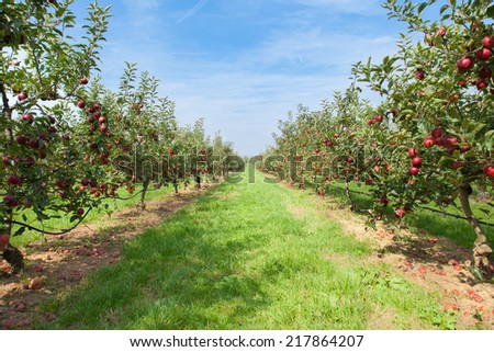 apple trees loaded with apples in an orchard in summer Royalty-Free Stock Photo #217864207