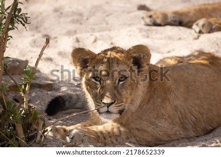 Black and white portrait of a lioness in the Serengeti National Park, Tanzania . High quality photo