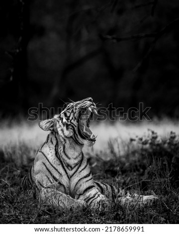 angry wild royal bengal female tiger fine art portrait in black and white bacground yawing with long canines during outdoor wildlife safari at forest of central india - panthera tigris tigris