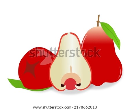 Vector of fresh red sliced cashew fruit