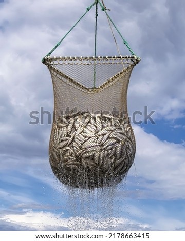 Scoop net with the fresh Pacific herring ( Clupea pallasii ) catch. Fishing industry in the far East of Russia. Sea of Okhotsk, Khabarovsk Krai.