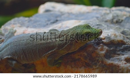 Portrait of a small green cute lizard that rests on a stone and basks, the concept of reptile life