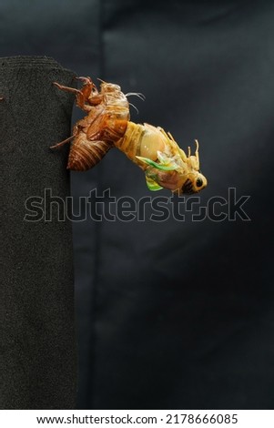 Photograph of the emergence of  cicadas