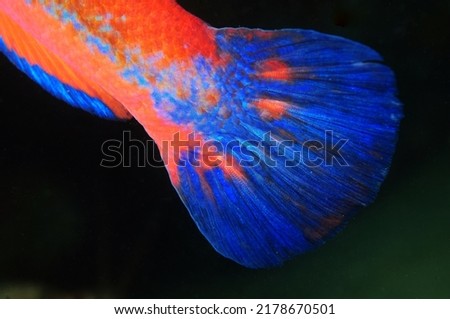 under water fish fin photo