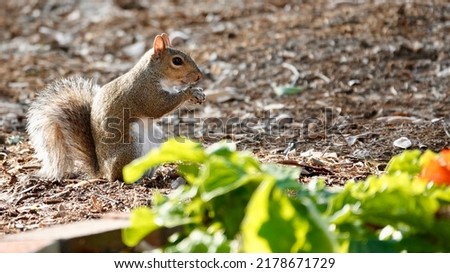                          Squirrels Foraging in the Dirt      