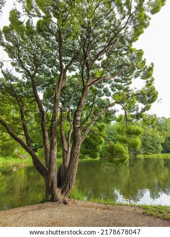 Forest lake green tree in spring nature. Summer travel landscape